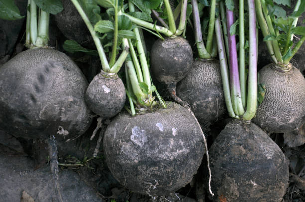 istock Collected from the ground black winter radish 1401215651