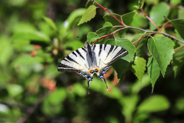 le rare papillon chinois à queue d’hirondelle sur une brindille - scarce swallowtail photos et images de collection