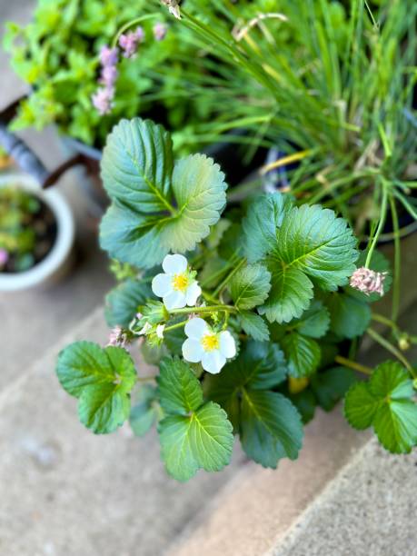 istock Strawberry Plant in Pot on Steps 1401215895