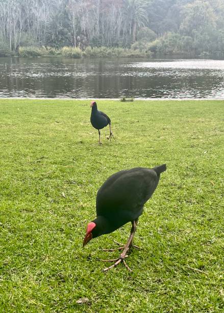 istock Purple swamp hens 1401215953
