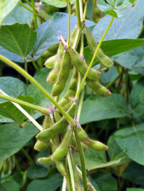 istock Green soy pods are in maturation stage 1401216605