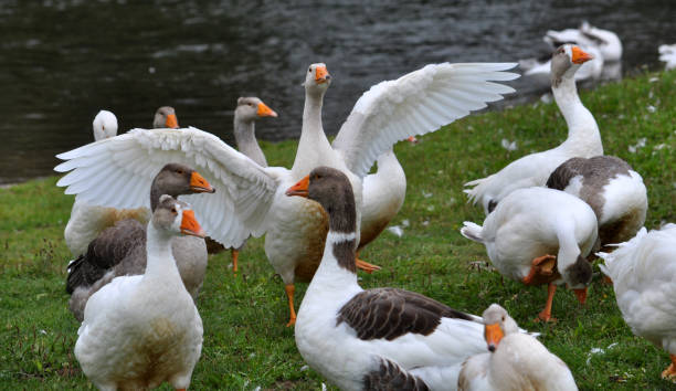 istock Domestic geese on the river bank 1401216721