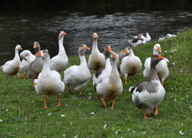 istock Domestic geese on the river bank 1401216722