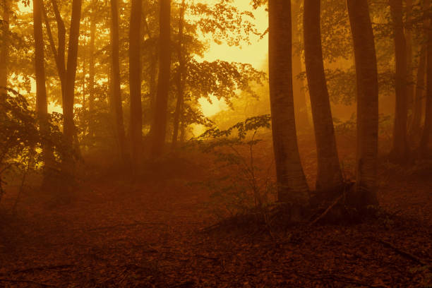 istock Dawn in the woods 1401217167