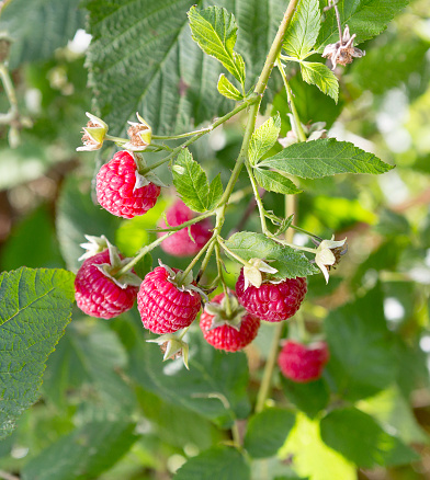 Raspberries. Branch of ripe raspberries in a garden. Close up of raspberry plant.