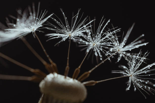istock Dandelion fluff, close up on back background 1401217707