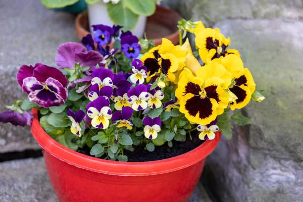 istock Pansy flowers grow in a plastic pot 1401217828