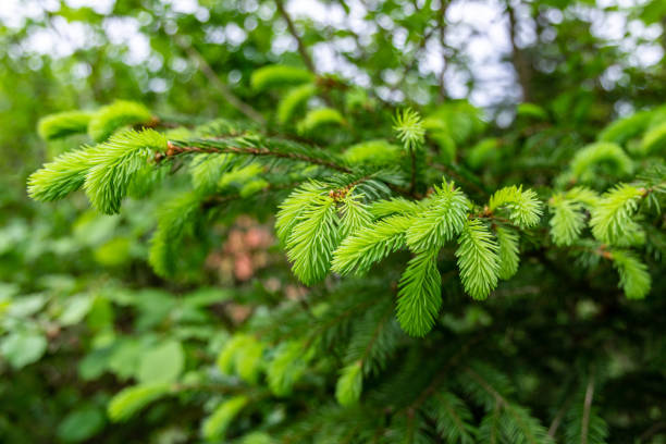 トウヒの若い緑の芽 - growth new evergreen tree pine tree ストックフォトと画像