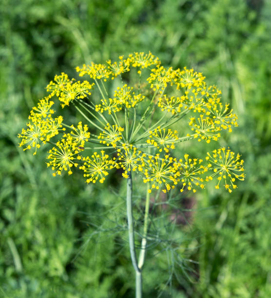 istock Dill plant in the garden. 1401219228