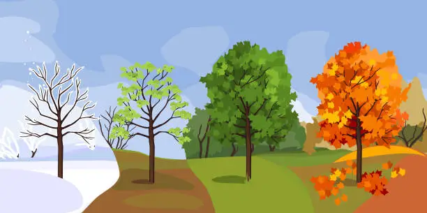 Vector illustration of Maple tree at four seasons: spring, summer, autumn, winter. Landscape with conceptual change of seasons
