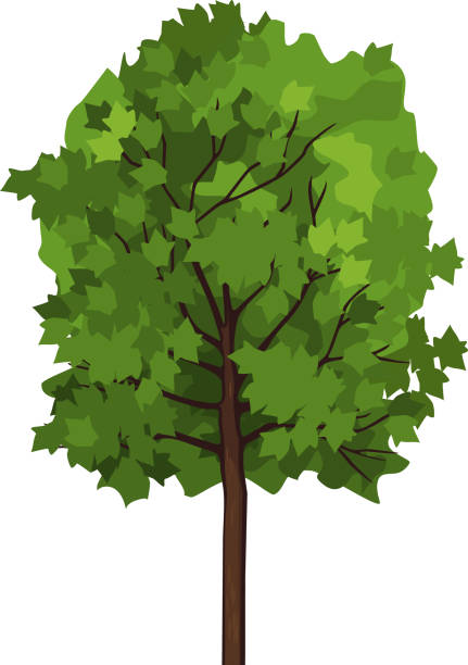 klon (acer platanoides) z zieloną koroną izolowaną na białym tle - tree isolated maple tree green stock illustrations