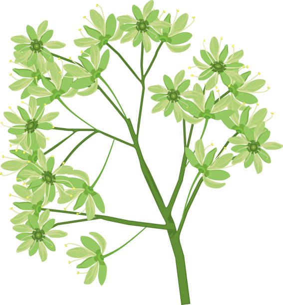 zielone kwiaty klonu norweskiego (acer platanoides) wyizolowane na białym tle - tree isolated maple tree green stock illustrations