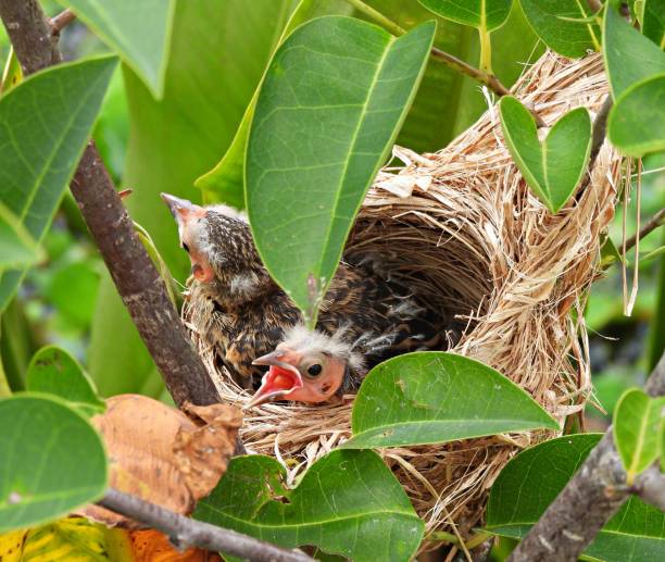 istock Red-winged Blackbird (Agelaius phoeniceus) -  chicks in its nest 1401223786