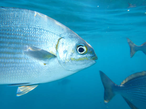 istock Pacific drummer or Bermuda chub or grey drummer, Pacific chub (Kyphosus sectatrix) undersea, Atlantic Ocean 1401227064