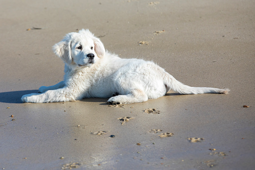 a golden retriver English cream puppy lies on the beach in Brewster, Massachusetts, United States