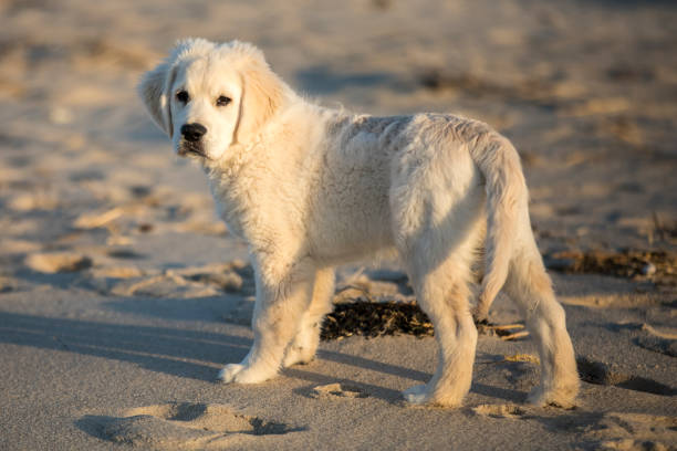 a golden retriver English cream puppy stands on the beach stock photo