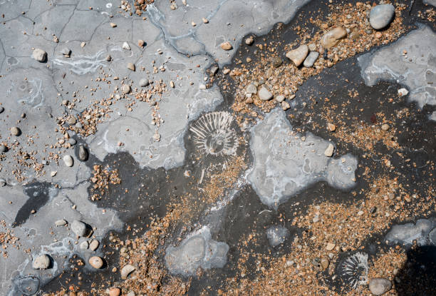 Fossil on the jurassic coast in Dorset in Dorset, England, United Kingdom