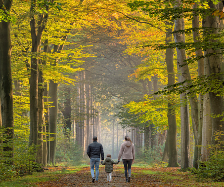 Rear view on young family walking in sunlight on avenue in autumn colored forest. Location: Gelderland, Netherlands