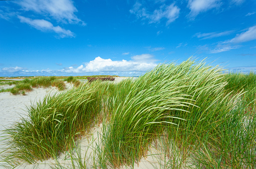 Marram grass on sand dunes of island Helgoland Düne, Schleswig-Holstein, Germany