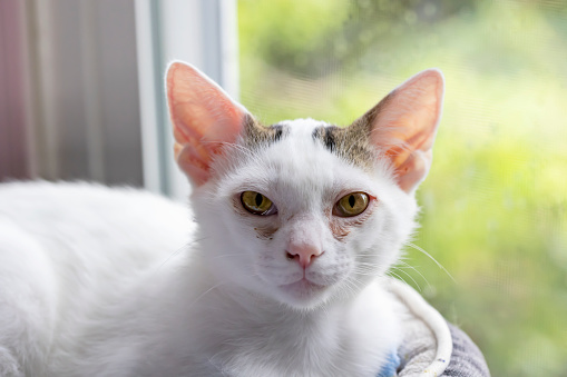 Young white cat with green eyes is recovering from an upper respiratory infection after being rescued by a local organization in Virginia.