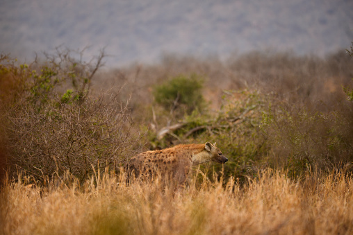 A solitary spotted hyena during sunrise on the grasslands of central Kruger National Park, Mpumalanga Province, South Africa