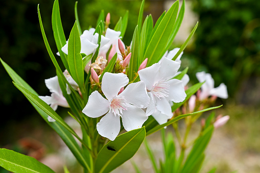 Nerium oleander, simple white flower oleander\nIt has a good resistance to cold, even if in the presence of a harsh and prolonged climate it is always better to cover the plant with agrifabric.