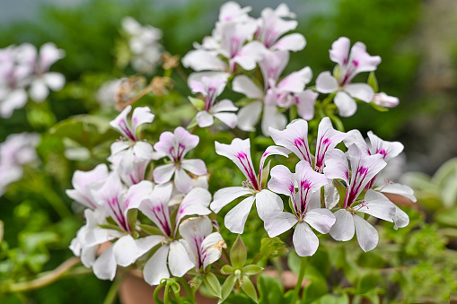 Geranium pelargonium is the king of balconies,\nin the countryside, in the city, along railings of large terraces of beautiful villas or on the windowsills overlooking the historic city center makes no difference: the Geranium is ready to bring a wave of wonderful colors