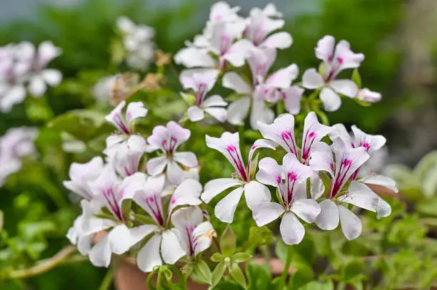 Geranium pelargonium is the king of balconies,
in the countryside, in the city, along railings of large terraces of beautiful villas or on the windowsills overlooking the historic city center makes no difference: the Geranium is ready to bring a wave of wonderful colors