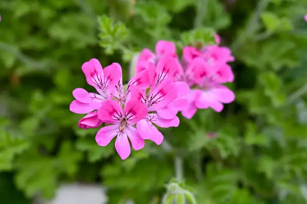 Pelargonium is a genus of flowering plants in the family Geraniaceae, native to southern Africa.