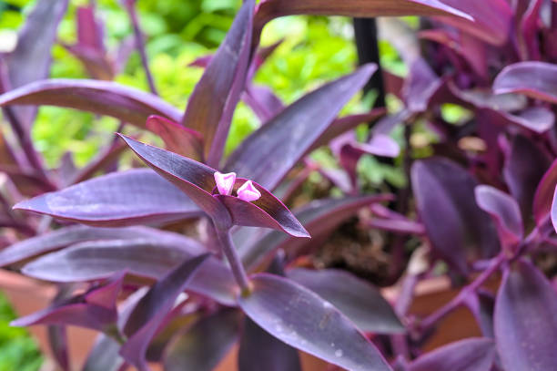 istock Misery, pale tradescantia 1401231364