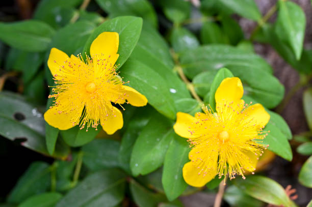 istock St. John's wort, St. John's wort 1401231927