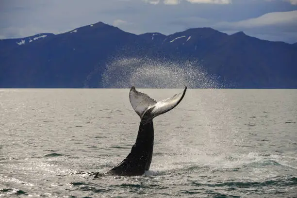 The tail of a humpback whale (Megaptera novaeangliae) during a whale watching excursion just north of Húsavík, northern Iceland