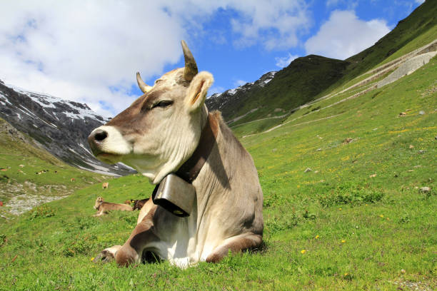 un bonito ganado pardo joven con cuernos y campana en las montañas - animal head cow animal bell fotografías e imágenes de stock