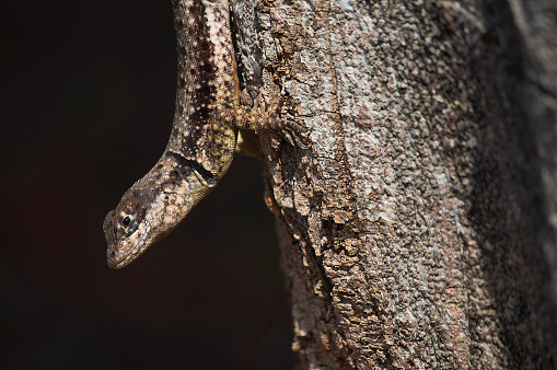 Portrait of a small lizard on a tree trunk in a park.