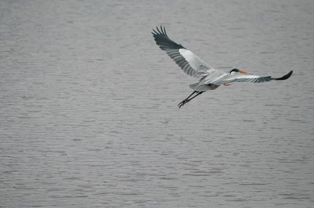Portrait of a beautiful bird in a natural park, flying over the waters of a lake.