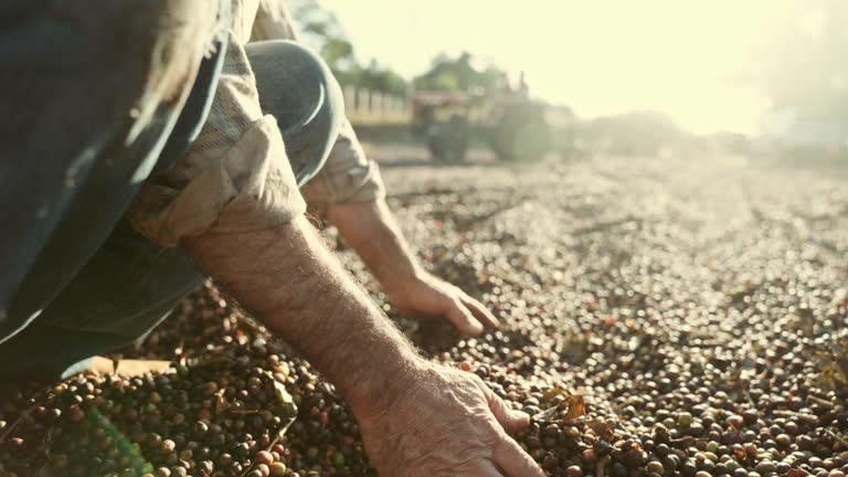 Latin farmer showing picked red coffee beans in his hands. Coffee farmer is harvesting coffee in the farm, arabica coffee. Cinematic 4K