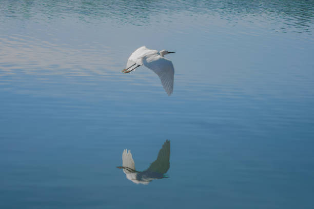 Portrait of a beautiful bird in a natural park, flying over the waters of a lake.