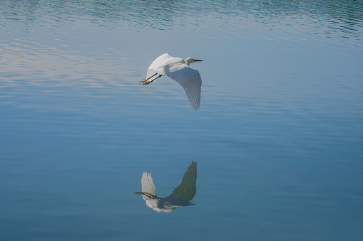 Portrait of a beautiful bird in a natural park, flying over the waters of a lake.