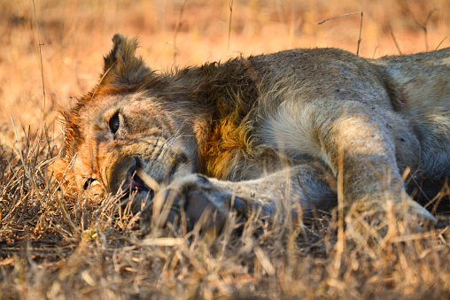 A lion lying down on the dry grass on a lazy morning, southern Kruger National Park, Mpumalanga Province, South Africa