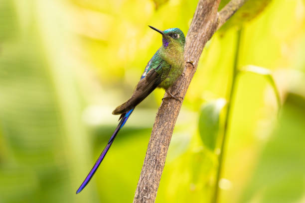 istock A Violet-tailed Sylph in Ecuador 1401234285