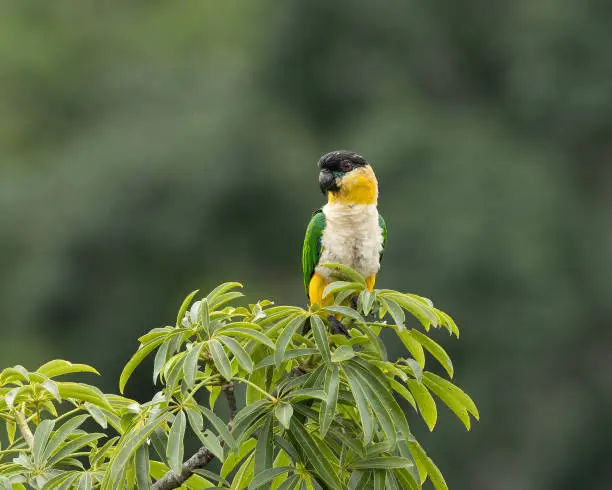 The black-headed parrot, also known as the black-headed caique, black-capped parrot or pallid parrot, is one of the four species in the genus Pionites of the family Psittacidae; the other species being Pionites leucogaster, Pionites xanthomerius, and Pionites xanthurus.