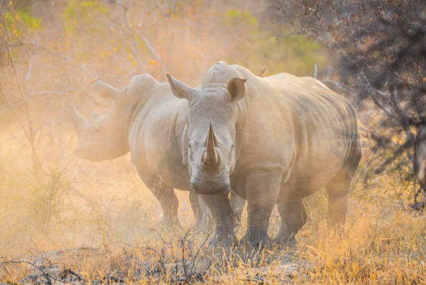 새벽에 두 마리의 흰 코뿔소가 먼지를 걷어차고 있습니다. - kruger national park sunrise south africa africa 뉴스 사진 이미지