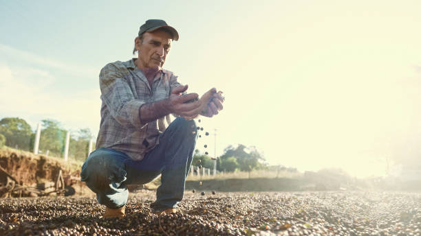 agricultor latino mostrando granos de café rojo recogidos en sus manos. el caficultor está cosechando café en la finca, café arábica. - tree men nature human hand fotografías e imágenes de stock