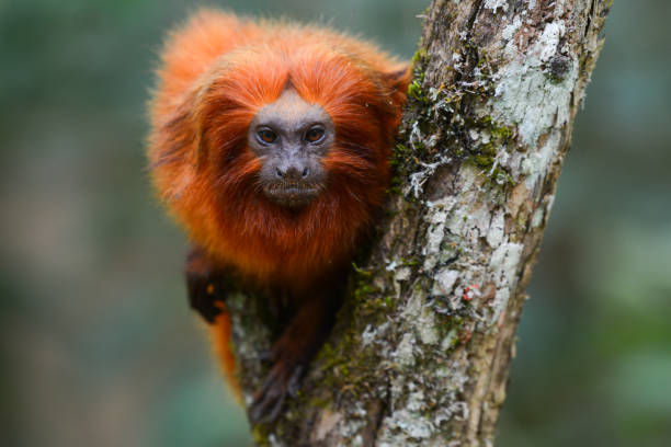 ein vom aussterben bedrohter goldener löwentamarin sitzt auf einem baum - tamarin neuweltaffen und hundsaffen stock-fotos und bilder