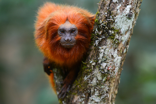 An endangered Golden lion tamarin (Leontopithecus rosalia) perched on a tree in one of the few remaining patches of Atlantic rainforest where they survive, Silva Jardim, Rio de Janeiro state, Brazil