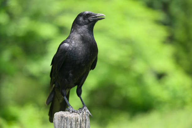 american crow (corvus brachyrhynchos) in cades cove of great smoky mountains, tn, usa - cades 뉴스 사진 이미지