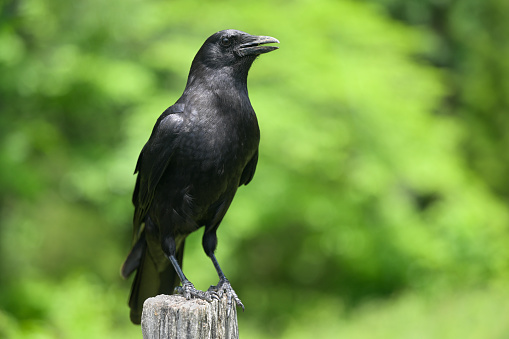 Closeup of a American Crow (Corvus brachyrhynchos) in Cades Cove of Great Smoky Mountains, TN, USA in early springtime