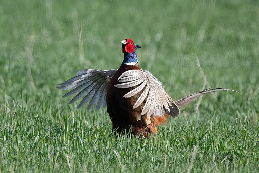 Ring-neck Pheasant doing his loud, harsh, hacking call and wing flutter (noisy wing beats) to state his dominance over this area in rural Montana in northwestern USA.