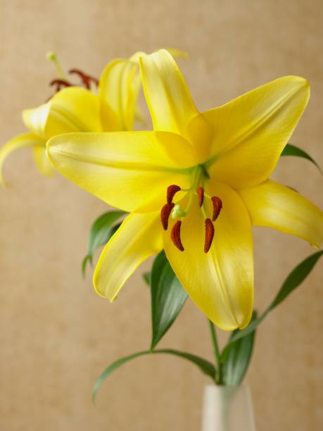 istock Lily flowers with vase 1401239181