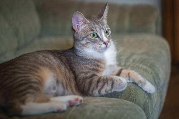 istock Graceful cat on the sofa at home 1401239719